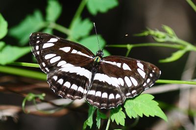 豆環蛺蝶 Neptis hylas luculenta 性別不明