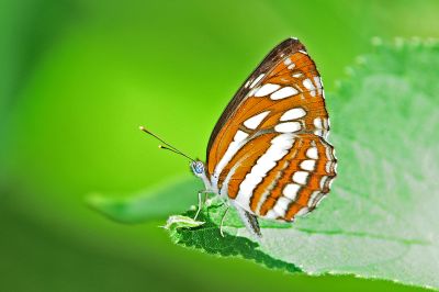 豆環蛺蝶 Neptis hylas luculenta 性別不明