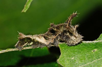 豆環蛺蝶 Neptis hylas luculenta