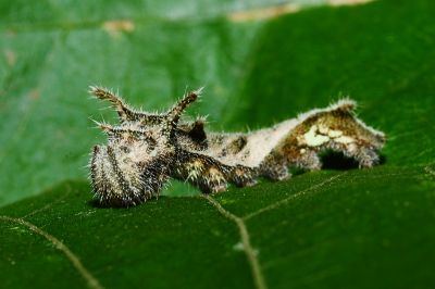 豆環蛺蝶 Neptis hylas luculenta