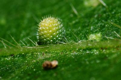 豆環蛺蝶 Neptis hylas luculenta