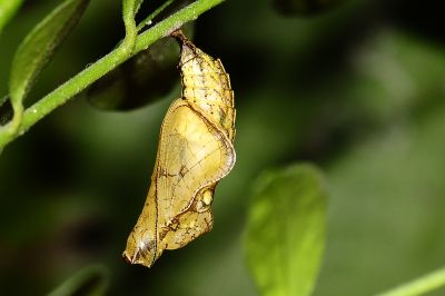 豆環蛺蝶 Neptis hylas luculenta