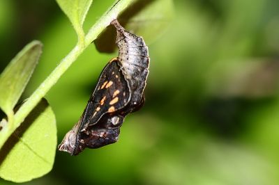 豆環蛺蝶 Neptis hylas luculenta
