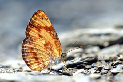 金環蛺蝶 Pantoporia hordonia rihodona 雄蟲