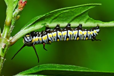 金斑蝶 Danaus chrysippus