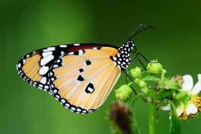 金斑蝶 Danaus chrysippus