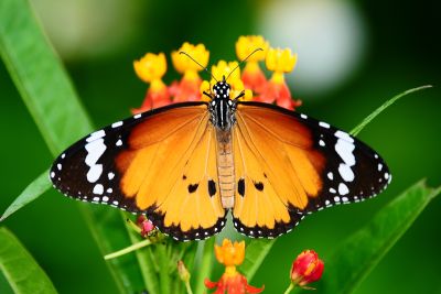 金斑蝶 Danaus chrysippus 雌蟲