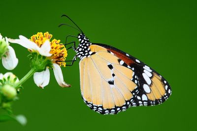 金斑蝶 Danaus chrysippus