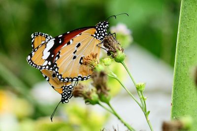 金斑蝶 Danaus chrysippus