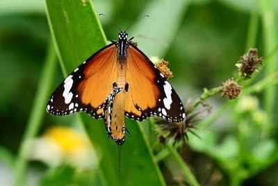 金斑蝶 Danaus chrysippus