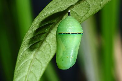 金斑蝶 Danaus chrysippus
