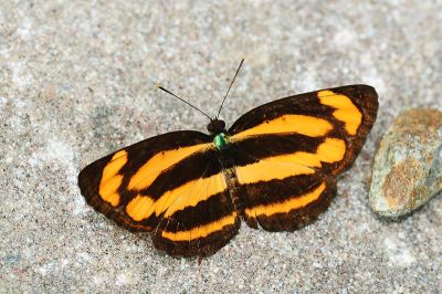 金環蛺蝶 Pantoporia hordonia rihodona 性別不明