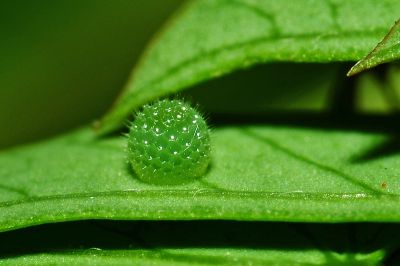 金環蛺蝶 Pantoporia hordonia rihodona