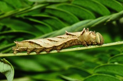 金環蛺蝶 Pantoporia hordonia rihodona