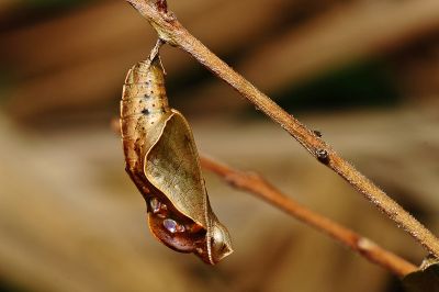 金環蛺蝶 Pantoporia hordonia rihodona