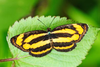金環蛺蝶 Pantoporia hordonia rihodona 性別不明