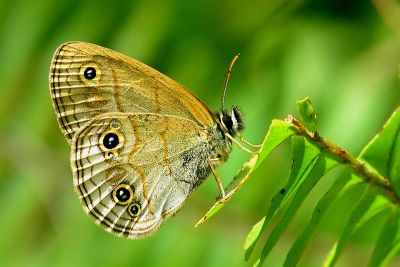 古眼蝶 Palaeonympha opalina macrophthalmia 雌蟲