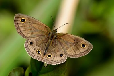 古眼蝶 Palaeonympha opalina macrophthalmia 雌蟲