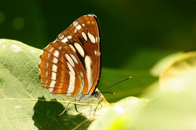鑲紋環蛺蝶 Neptis philyroides sonani 性別不明