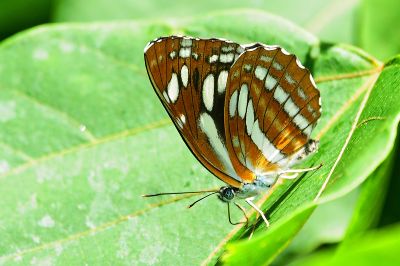 鑲紋環蛺蝶 Neptis philyroides sonani 性別不明