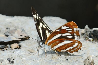 鑲紋環蛺蝶 Neptis philyroides sonani 性別不明