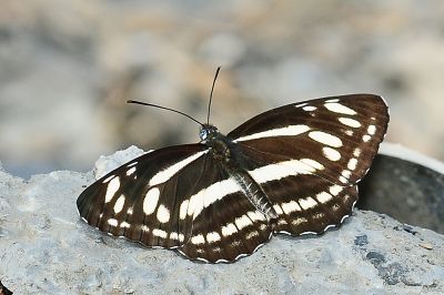 鑲紋環蛺蝶 Neptis philyroides sonani 性別不明