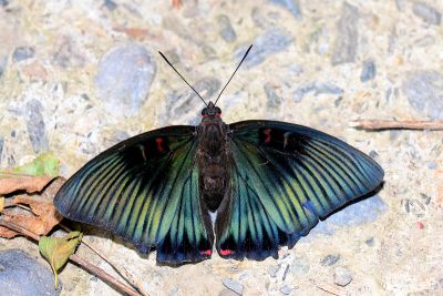 紅玉翠蛺蝶 Euthalia irrubescens fulguralis 雌蟲