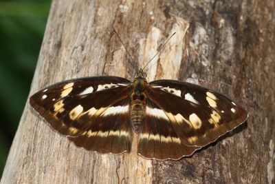 瑙蛺蝶 Abrota ganga formosana 雌蟲