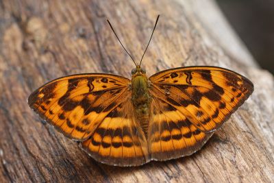 瑙蛺蝶 Abrota ganga formosana 雄蟲