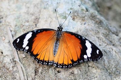 雌擬幻蛺蝶 Hypolimnas misippus 性別不明