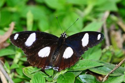 雌擬幻蛺蝶 Hypolimnas misippus 性別不明