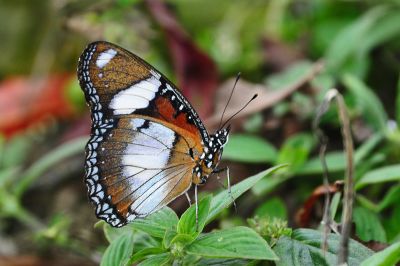 雌擬幻蛺蝶 Hypolimnas misippus 性別不明