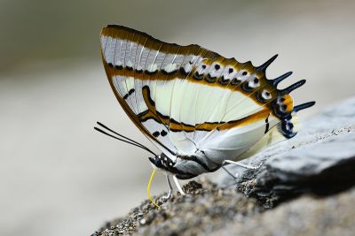 雙尾蛺蝶 Polyura eudamippus formosana 雄蟲