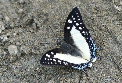 雙尾蛺蝶 Polyura eudamippus formosana 雄蟲