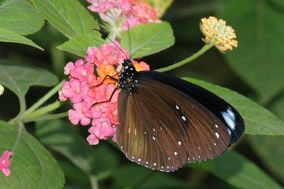 雙標紫斑蝶 Euploea sylvester swinhoei