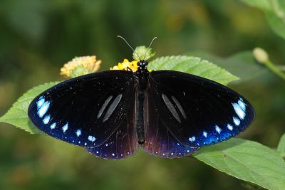 雙標紫斑蝶 Euploea sylvester swinhoei 雄蟲