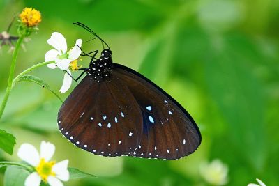 雙標紫斑蝶 Euploea sylvester swinhoei