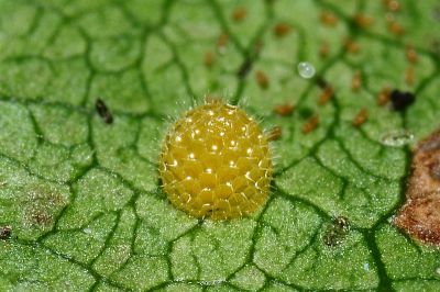 Athyma cama zoroastes