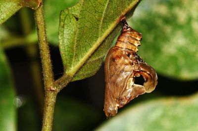 Athyma cama zoroastes