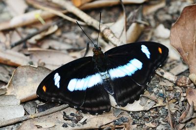 Athyma cama zoroastes 雄蟲
