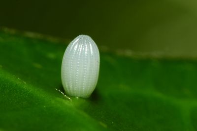 大絹斑蝶 Parantica sita niphonica