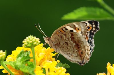 青眼蛺蝶 Junonia orithya 性別不明
