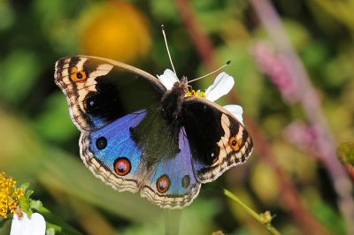 青眼蛺蝶 Junonia orithya 性別不明