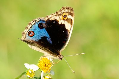 青眼蛺蝶 Junonia orithya 性別不明