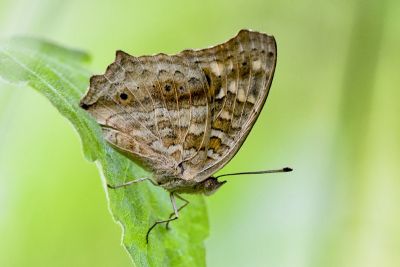 鱗紋眼蛺蝶 Junonia lemonias aenaria 性別不明