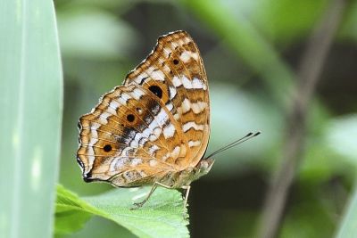 鱗紋眼蛺蝶 Junonia lemonias aenaria 性別不明