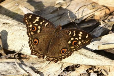 鱗紋眼蛺蝶 Junonia lemonias aenaria 性別不明