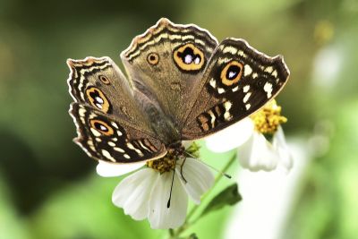鱗紋眼蛺蝶 Junonia lemonias aenaria 性別不明
