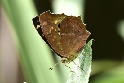鱗紋眼蛺蝶 Junonia lemonias aenaria 性別不明