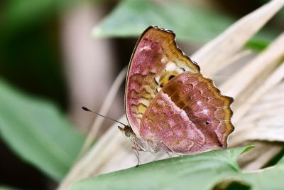 鱗紋眼蛺蝶 Junonia lemonias aenaria 性別不明
